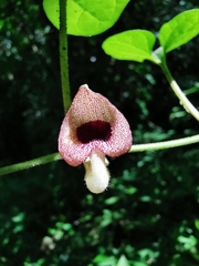 Aristolochia pacifica
