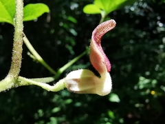 Aristolochia pacifica