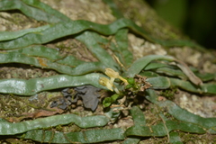 Taeniophyllum