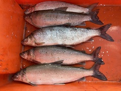 Coregonus clupeaformis