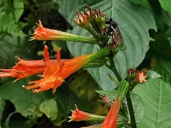 Cuphea appendiculata