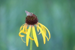 Echinacea paradoxa paradoxa
