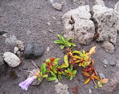 Penstemon cardwellii