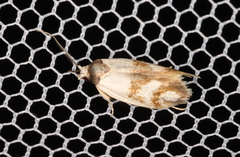Antipterna trilicella