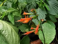 Cuphea appendiculata