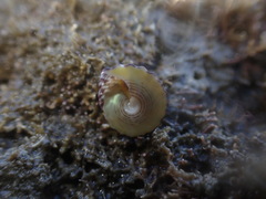Coelotrochus viridis