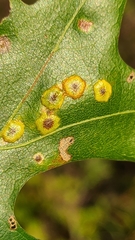 Polystepha pustuloides