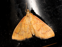 Anania perflavalis