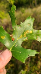 Polystepha pustuloides