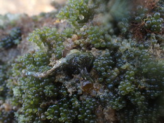 Sacoproteus smaragdinus