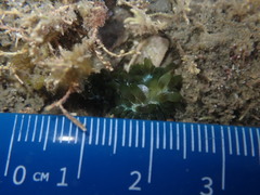 Sacoproteus smaragdinus