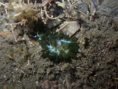 Sacoproteus smaragdinus