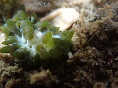 Sacoproteus smaragdinus