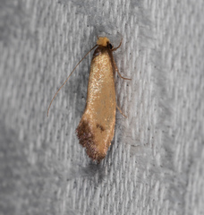 Edosa balanosema