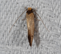 Edosa balanosema