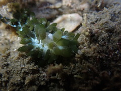 Sacoproteus smaragdinus