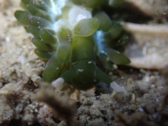 Sacoproteus smaragdinus