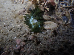 Sacoproteus smaragdinus