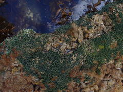 Sacoproteus smaragdinus