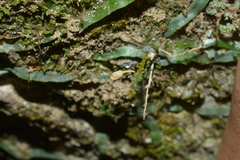 Taeniophyllum