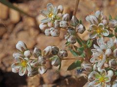 Adenogramma glomerata