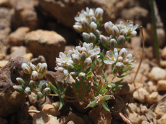 Adenogramma glomerata