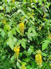 Crotalaria cajanifolia
