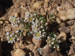 Adenogramma glomerata