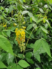 Crotalaria cajanifolia