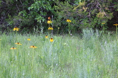Echinacea paradoxa paradoxa