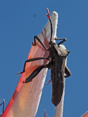 Anoplocnemis curvipes