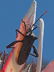 Anoplocnemis curvipes