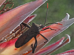 Anoplocnemis curvipes