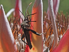 Anoplocnemis curvipes