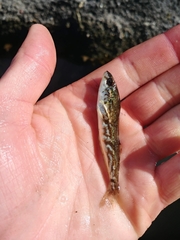 Hexagrammos stelleri