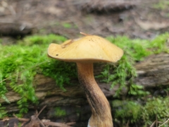 Suillus punctipes