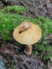Suillus punctipes