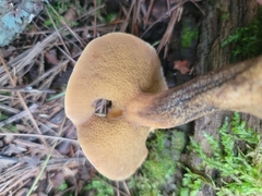 Suillus punctipes