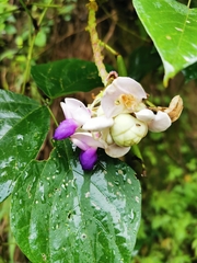 Ramirezella crassa