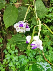 Ramirezella crassa
