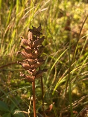 Platanthera clavellata