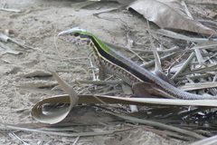 Ameiva ameiva