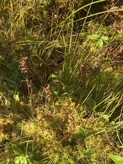 Platanthera clavellata