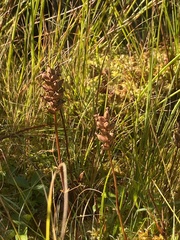 Platanthera clavellata