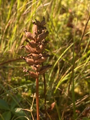 Platanthera clavellata