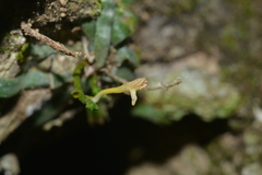 Taeniophyllum