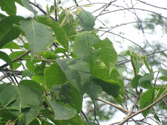 Bursera grandifolia