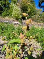 Xanthium strumarium canadense