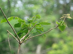 Bursera grandifolia