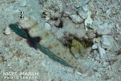 Amblyeleotris guttata